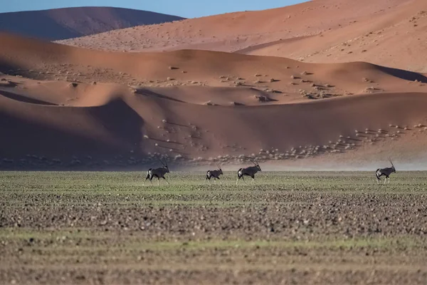 Namibië Namibische Woestijn Dode Vallei Oryx Rode Duinen — Stockfoto