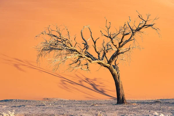 Namibia Namib Desert Tree Isolated Red Dunes Background — Stock Photo, Image