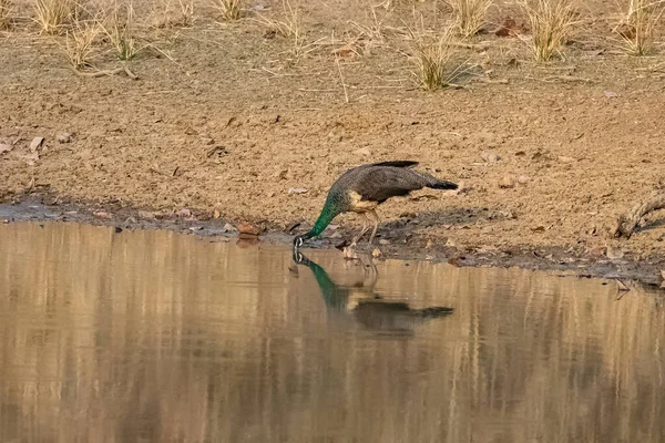 Indian Peafowl Pavo Cristatus Drinking Lake India — Stock Photo, Image