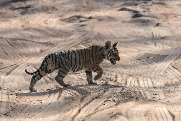 Wild Baby Tiger Two Months Old Crossing Dirt Road Forest — Stock fotografie