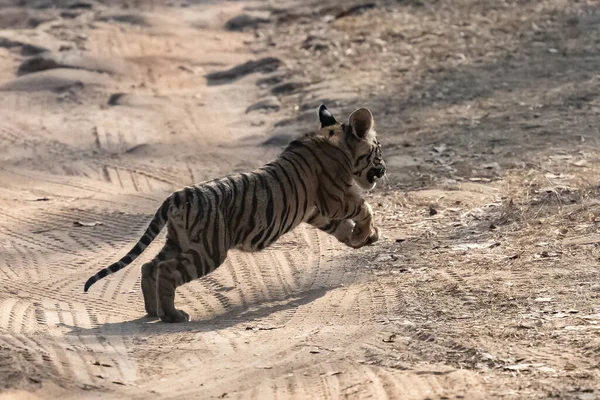 개월된 호랑이가 인도의 비포장도로를 건너는 프라데쉬 — 스톡 사진