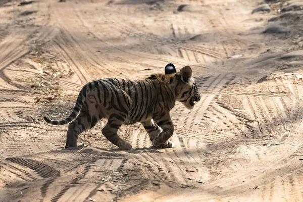 Wild Baby Tiger Two Months Old Crossing Dirt Road Forest — Foto Stock