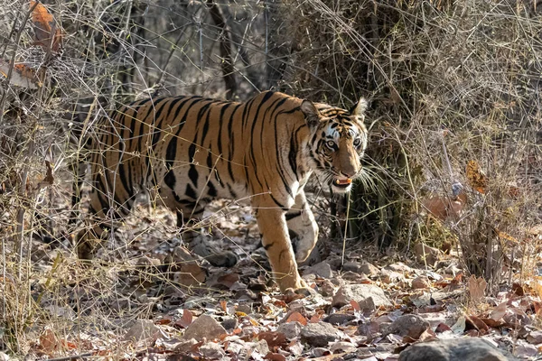 Uma Fêmea Tigre Caminhando Floresta Índia Madhya Pradesh — Fotografia de Stock