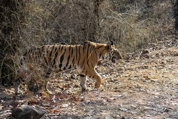 Uma Fêmea Tigre Caminhando Floresta Índia Madhya Pradesh — Fotografia de Stock