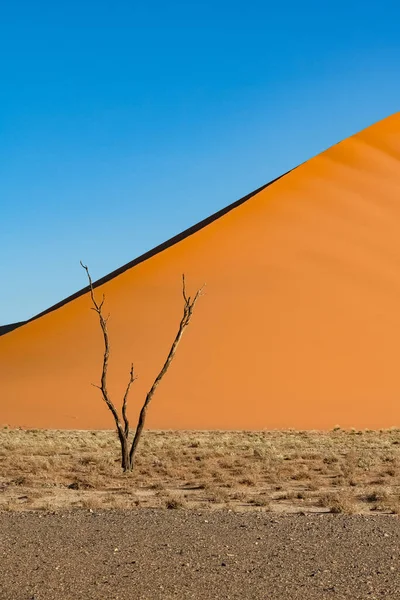 Namibia Pustynia Namib Drzewo Odizolowane Czerwonych Wydmach Tle — Zdjęcie stockowe