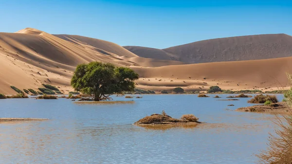 Namibia Dunes Namib Desert Lake Raining Season Beautiful Landscape Dead — Stockfoto