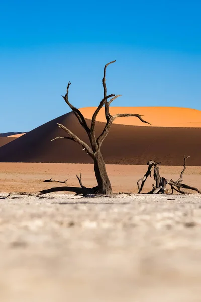 Namibya Namib Çölü Ölü Vadi Deki Ölü Akasya Arka Plandaki — Stok fotoğraf