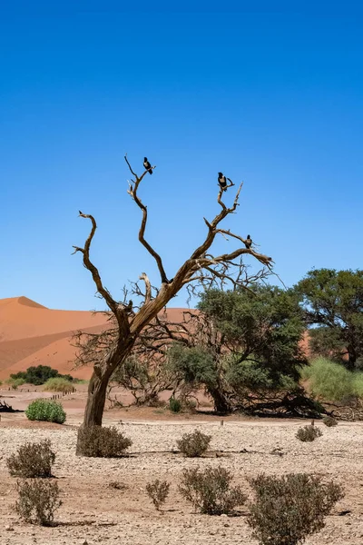 Pied Crow Corvus Albus Black White Bird Perched Tree Namibia — Stockfoto