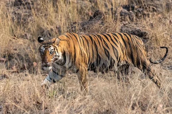 Tigre Marchant Sur Des Rochers Dans Forêt Inde Madhya Pradesh — Photo