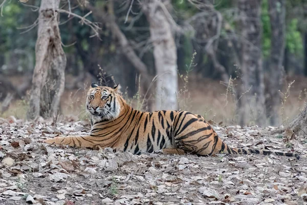 Tigre Selvagem Deitado Floresta Índia Madhya Pradesh Retrato Perto — Fotografia de Stock
