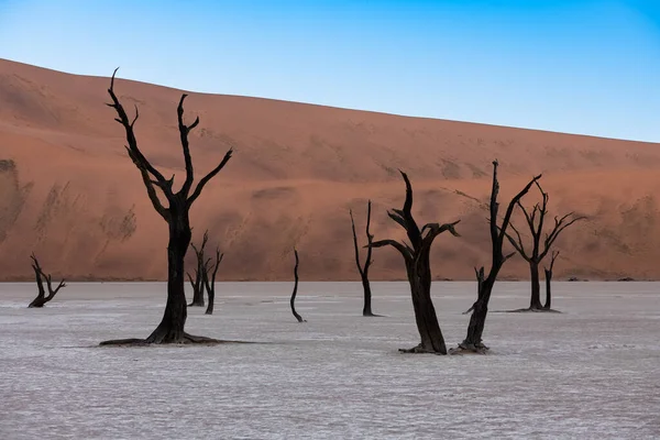 Namibie Désert Namibien Acacias Mortes Dans Vallée Morte Dunes Rouges — Photo