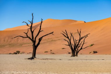 Namibya, Namib Çölü, Ölü Vadi 'deki ölü akasya, arka plandaki kırmızı kum tepeleri