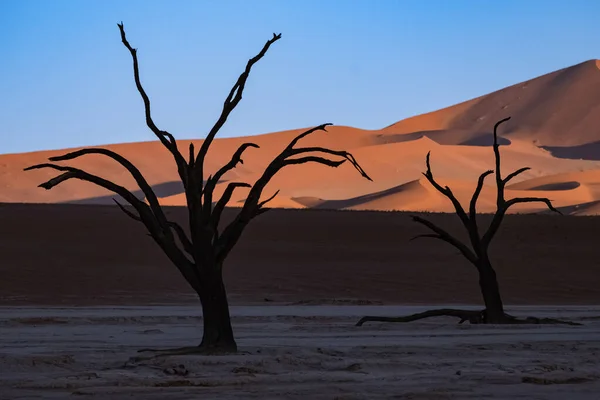 Намибия Пустыня Намиб Мертвая Акация Мертвой Долине Красные Дюны Заднем — стоковое фото