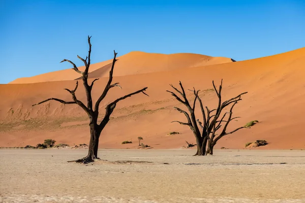 Namibya, Namib Çölü, Ölü Vadi 'deki ölü akasya, arka plandaki kırmızı kum tepeleri