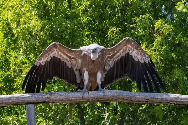 Griffon Vulture Gyps Fulvus Bird Perched Spread Wings — ストック写真