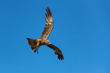 Two red kites hunting in blue sky, beautiful birds of prey