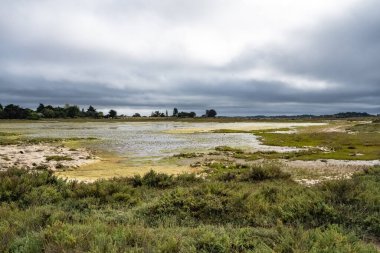 Brittany, Ile d Arz in the Morbihan gulf, seascape of the swamps after the rain in summer, wild landscape