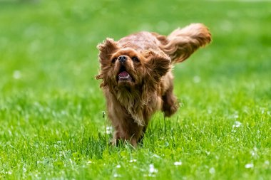 Süvari bir köpek kralı Charles, doğada koşan yakut bir köpek yavrusu.
