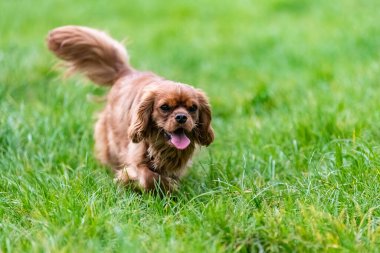 Süvari bir köpek kralı Charles, doğada koşan yakut bir köpek yavrusu.