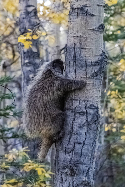 A big porcupine climbing on a tree in the forest in Alaska