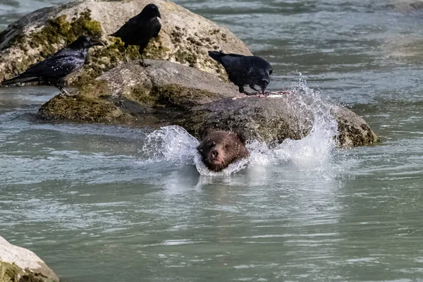 A baby grizzly jumping in the river in Alaska, trying to catch salmon