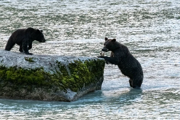 Grizzlys Pescando Salmón Río Alaska Antes Del Invierno Madre Con —  Fotos de Stock