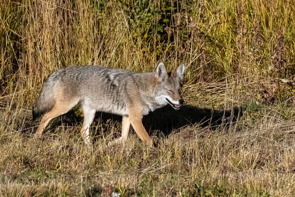 Ein Kojote Beim Wandern Der Tundra Yukon Wunderschönes Wildtier — Stockfoto