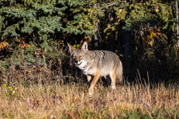 Kojot Spacerujący Tundrze Yukon Piękne Dzikie Zwierzę — Zdjęcie stockowe