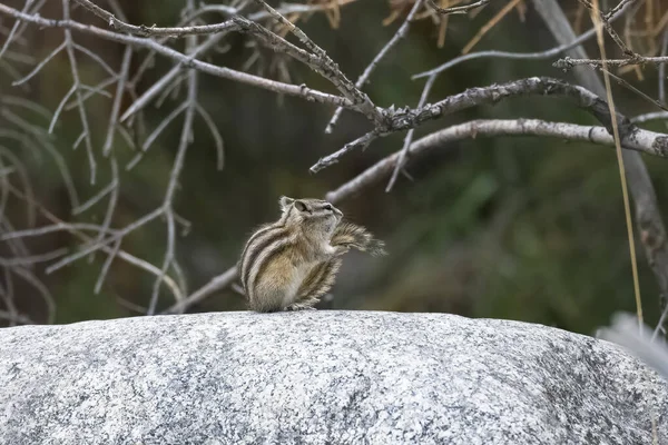 Ανατολικός Σκίουρος Tamias Striatus Μικρός Σκίουρος Που Στέκεται Ένα Βράχο — Φωτογραφία Αρχείου