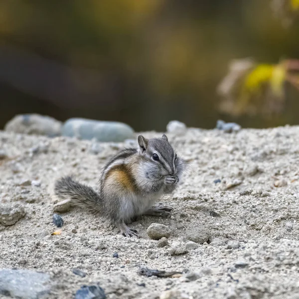 Ανατολικός Σκίουρος Tamias Striatus Μικρός Σκίουρος Στο Yukon Καναδάς — Φωτογραφία Αρχείου