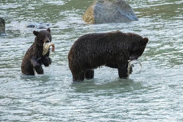 Grizzlys Pescando Salmón Río Alaska Antes Del Invierno Madre Con —  Fotos de Stock