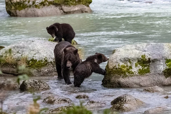 Grizzlys Salmão Pesca Rio Alasca Antes Inverno Mãe Com Filhote — Fotografia de Stock