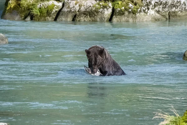 一只灰熊在阿拉斯加的河里捕鲑鱼 — 图库照片