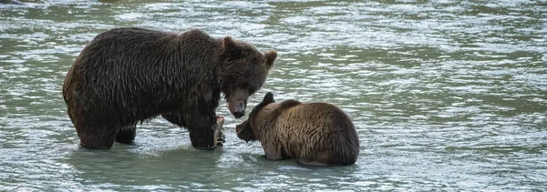 Grizzlys Pesca Salmone Nel Fiume Alaska Prima Dell Inverno Madre — Foto Stock