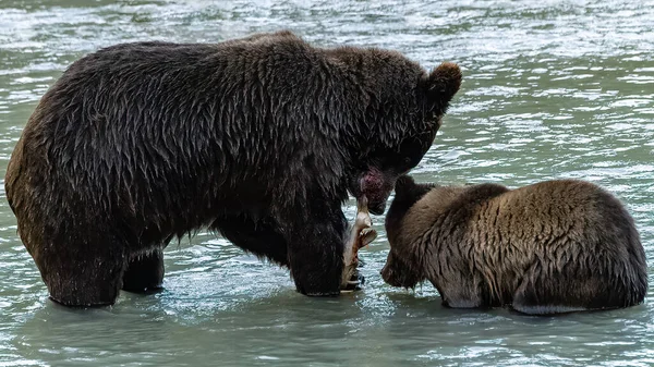 Grizzlys fishing salmon in the river in Alaska before winter, mother with baby