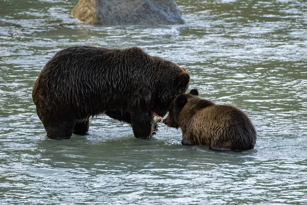 Grizzlys fishing salmon in the river in Alaska before winter, mother with baby