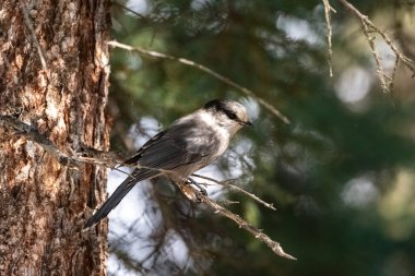 Yukon 'da bir ormanda ağaca tünemiş bir Kanada kartalı, güzel bir kuş.