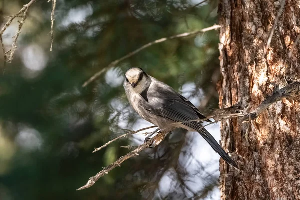 カナダのジェイが木の上で ユーコンの森で 美しい鳥 — ストック写真