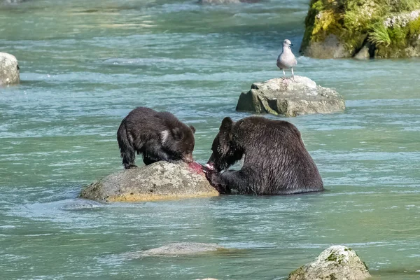 Grizzlys Comendo Salmão Rio Alasca Outono Mãe Com Bebê Urso — Fotografia de Stock