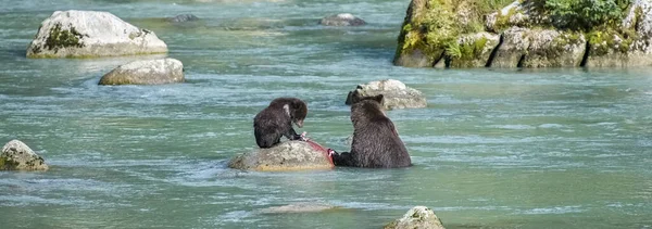 灰熊的妈妈带着小熊在阿拉斯加的河里吃鲑鱼 — 图库照片