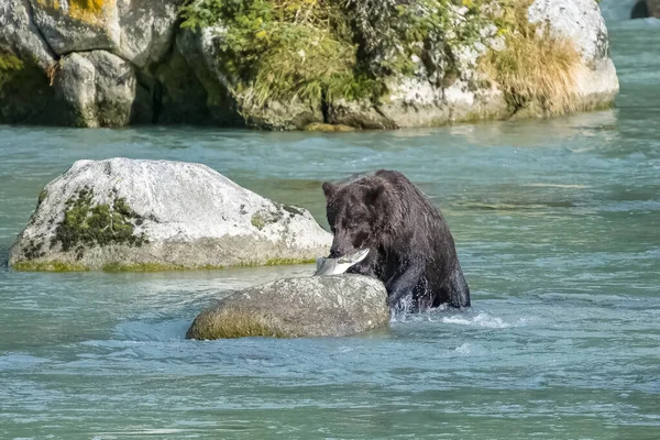 Grizzlys eating salmon in the river in Alaska in autumn, mother with baby bear