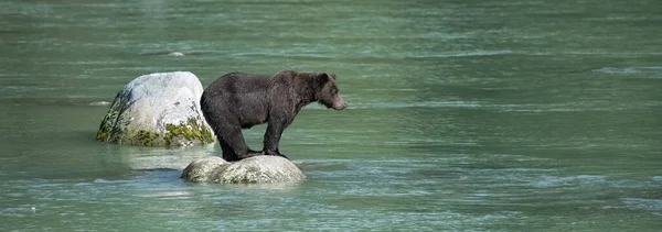 Urso Pardo Sobre Uma Rocha Rio Alasca Procura Peixes Salmão — Fotografia de Stock