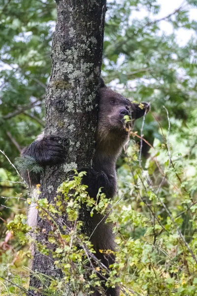 A big grizzly bear scratching against a tree, in Alaska