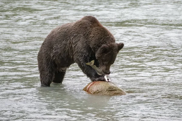 冬の前にアラスカの川で鮭を食べるグリズリー — ストック写真