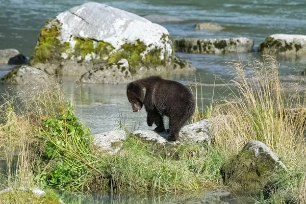 Bebê Grizzly Andando Margem Rio Alasca — Fotografia de Stock