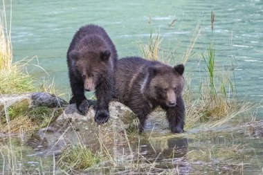Alaska 'da nehir kıyısında yürüyen iki yavru ayı.