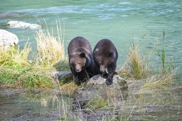 在阿拉斯加的河边散步的两只灰熊宝宝 — 图库照片