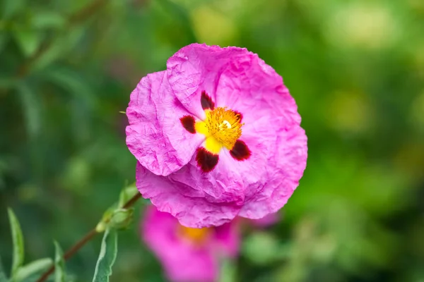 Cistus Rosa Jardín Verano Macro —  Fotos de Stock