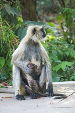 Gri langurlar, bebek maymunlu anne, Hindistan, Madhya Pradesh