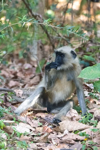 Langur Gris Mono Sentado Bosque India Madhya Pradesh — Foto de Stock